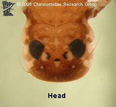 Heptageniidae head