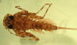 Heptageniidae