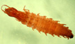 Hydrophilidae larva