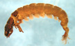 Hydropsychidae