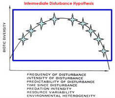 Immediate Disturbance Hypothesis 1