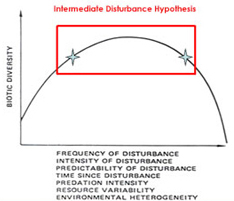 Immediate Disturbance Hypothesis 2