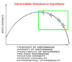 Immediate Disturbance Hypothesis 4