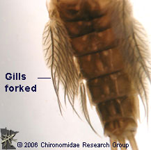 Leptophlebiidae gills