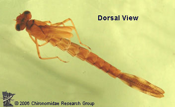 Lestidae dorsal