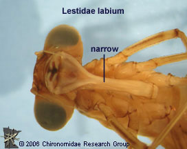 Lestidae labium