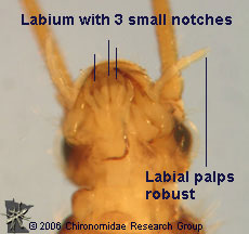 Leuctridae mouth