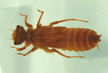 Libellulidae