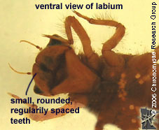 Libellulidae ventral view of labium