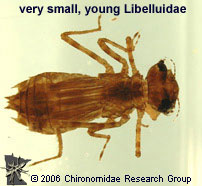young Libellulidae