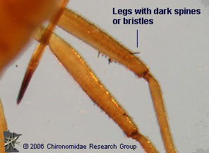 Mesoveliidae legs
