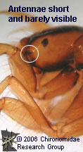 Molannidae antenna