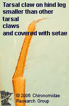 Molannidae claw