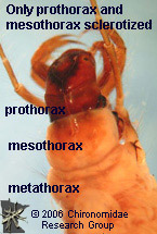 Molannidae thorax