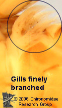 Perlidae gill