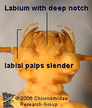 Perlodidae labium