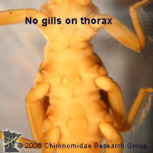 Perlodidae thorax