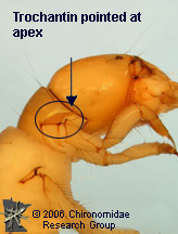 Polycentropodidae trochanti