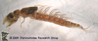 Polymitarcyidae