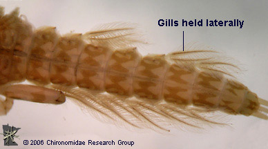 Potamanthidae gills