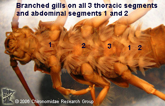 Pteronarcyidae gills