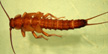 Pteronarcyidae