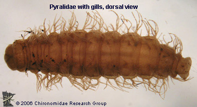 Pyralidae with gills