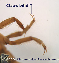 Sialidae claws