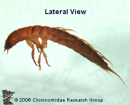 Sialidae lateral