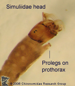 Simuliidae head