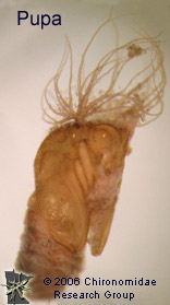 Simuliidae pupa