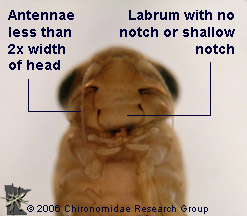 Siphlonuridae head