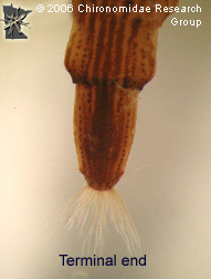 Stratiomyidae end