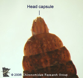 Stratiomyidae head