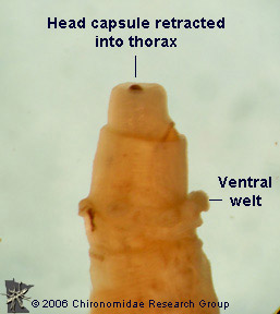 Tabanidae head