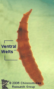 Tabanidae ventral welts