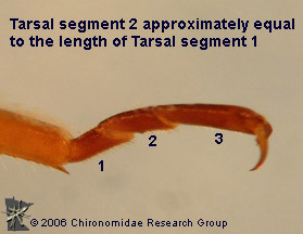 Taeniopterygidae tarsi