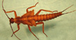 Taeniopterygidae