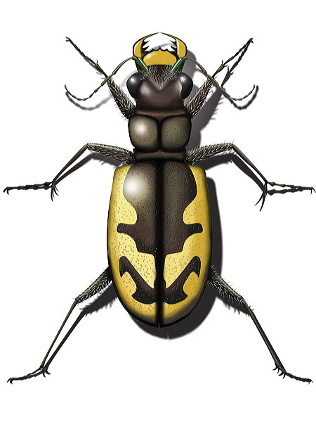 Tiger Beetle illustration by Moriya Rufer