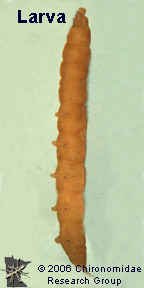 Tipulid  larva