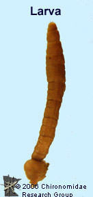 Tipulid larva