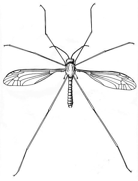 Crane Fly illustration by Moriya Rufer