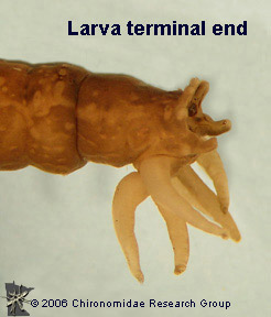 Tipulid larva terminal end