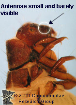 Uenoidae head