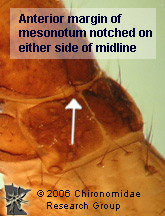 Uenoidae mesonotum