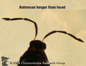 Veliidae antennae
